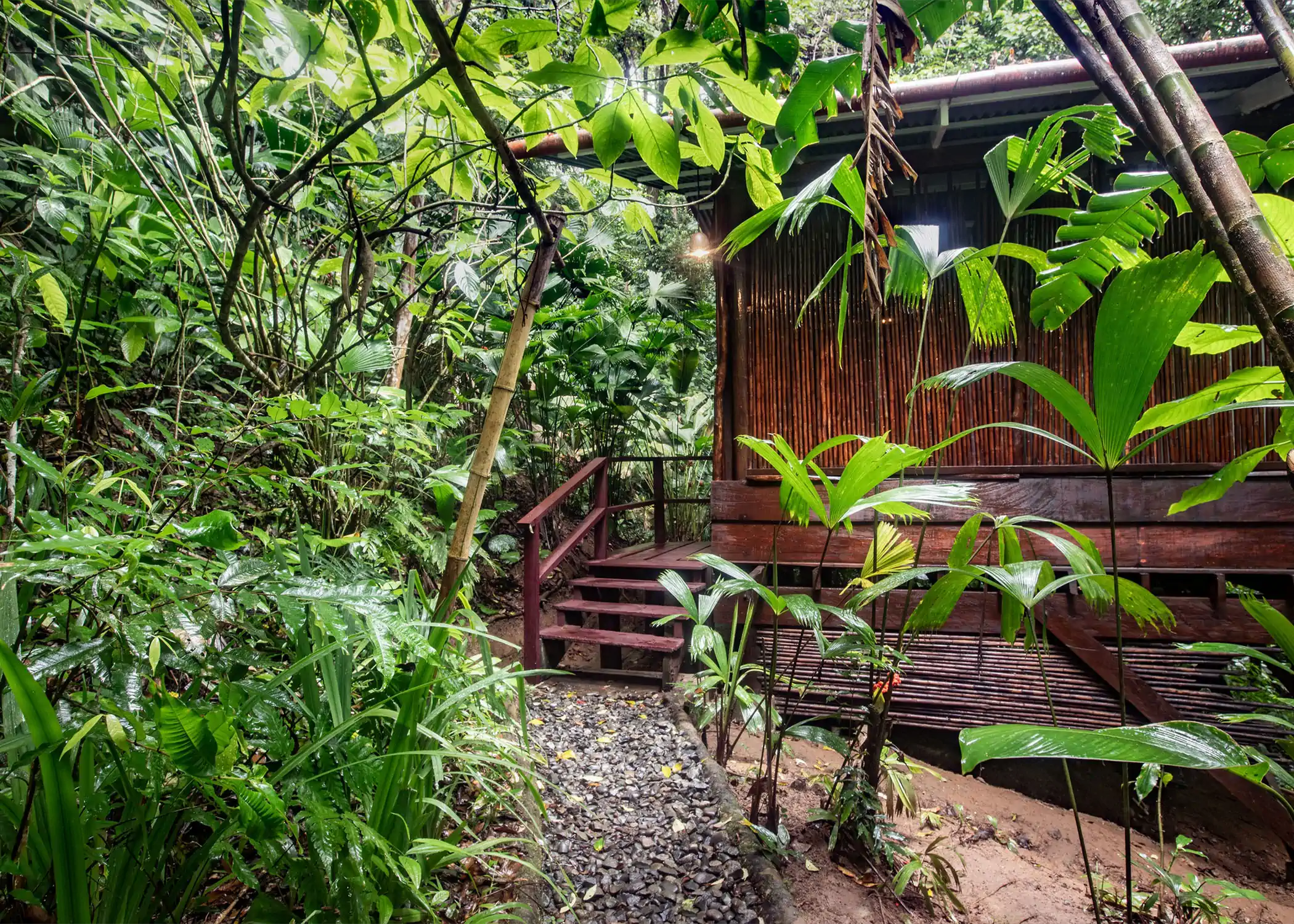 Wooden pathway leading to elevated eco-bungalow in lush tropical forest