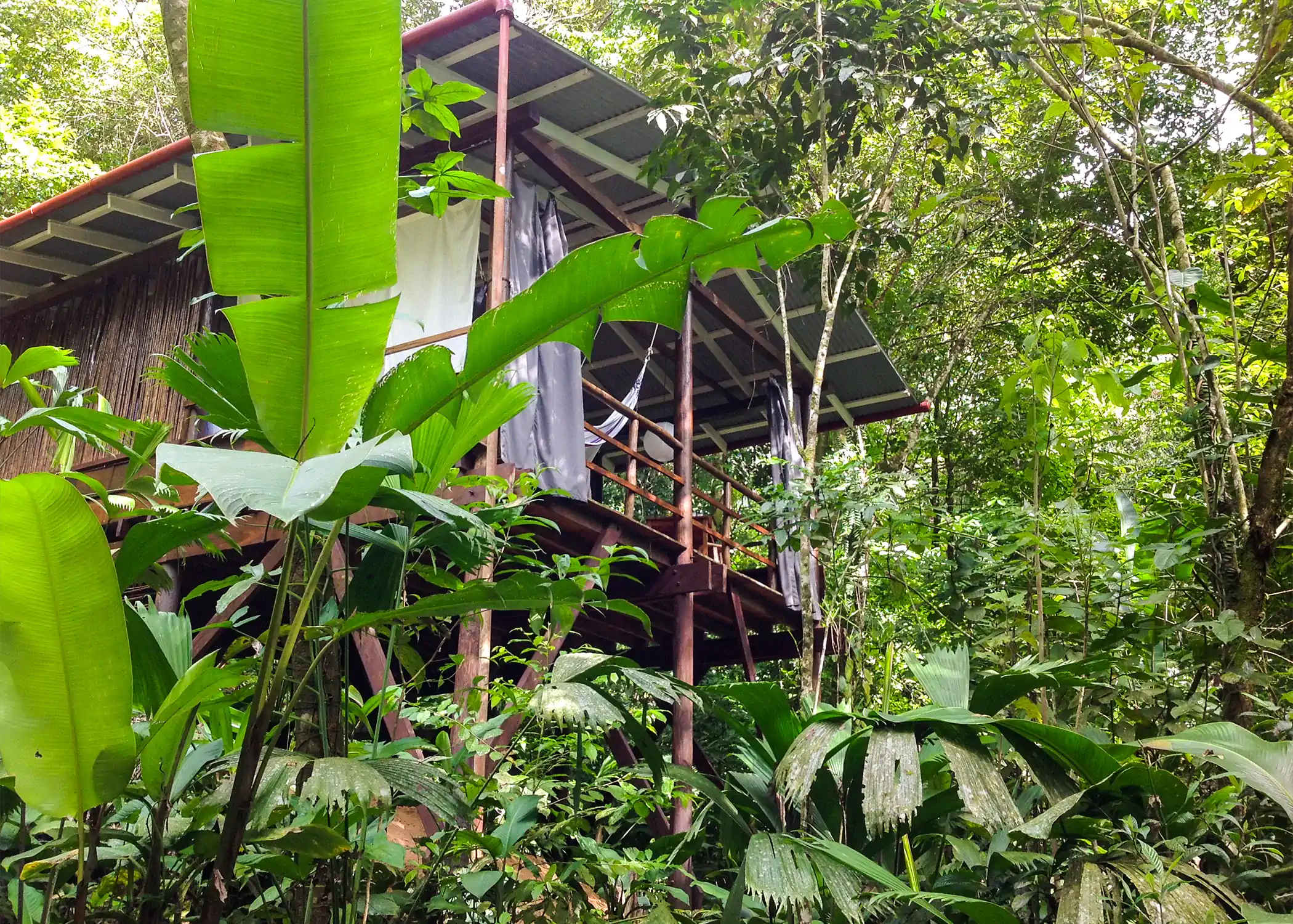 Elevated jungle bungalow surrounded by tropical rainforest in Bocas del Toro