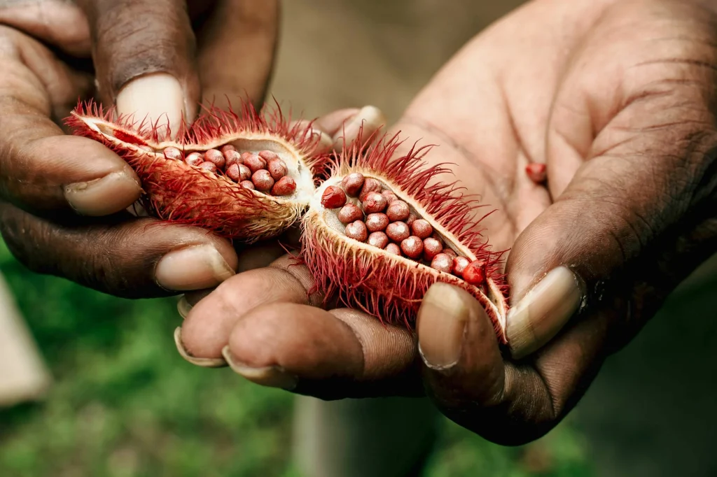 tropical fruits during the la loma permaculture tour