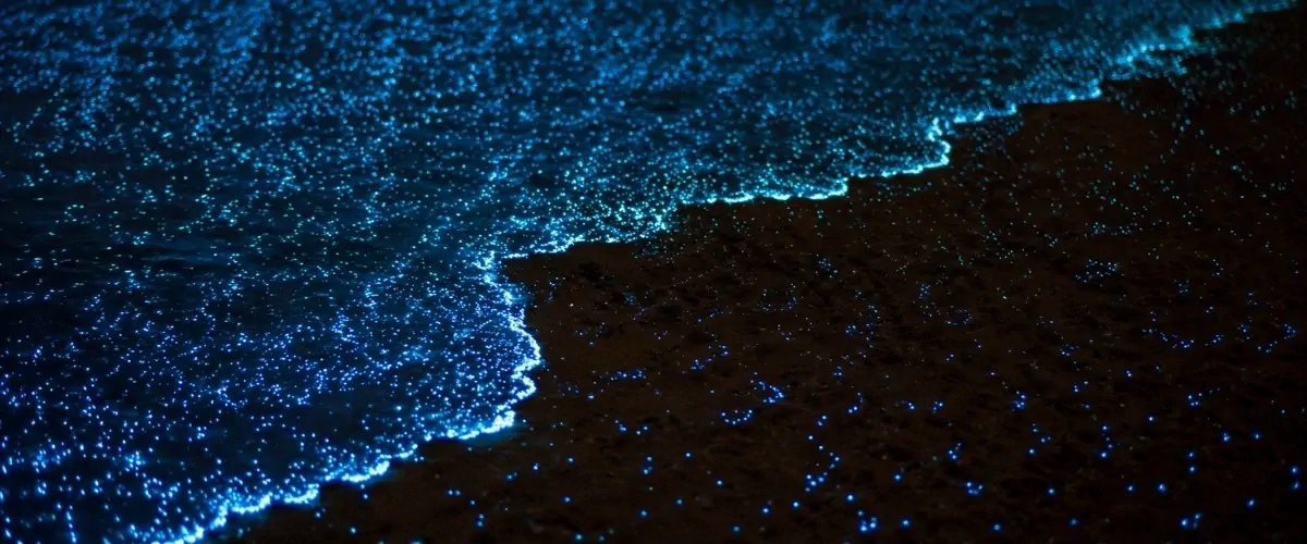 Bioluminescent water glowing blue on Bahia Honda in Bocas del Toro, Panama, at night