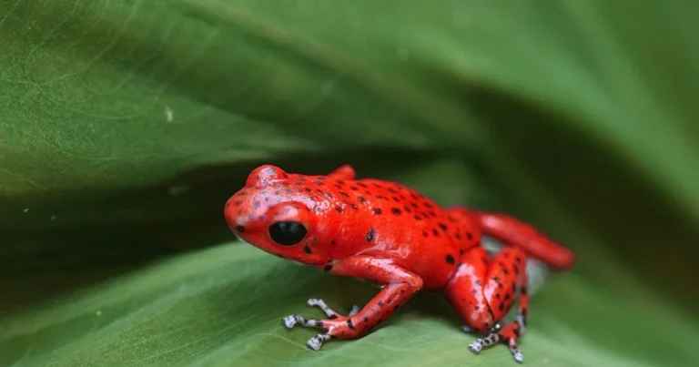 Strawberry poison dart frog on a leaf in the rainforest at La Loma, Isla Bastimentos, Panama